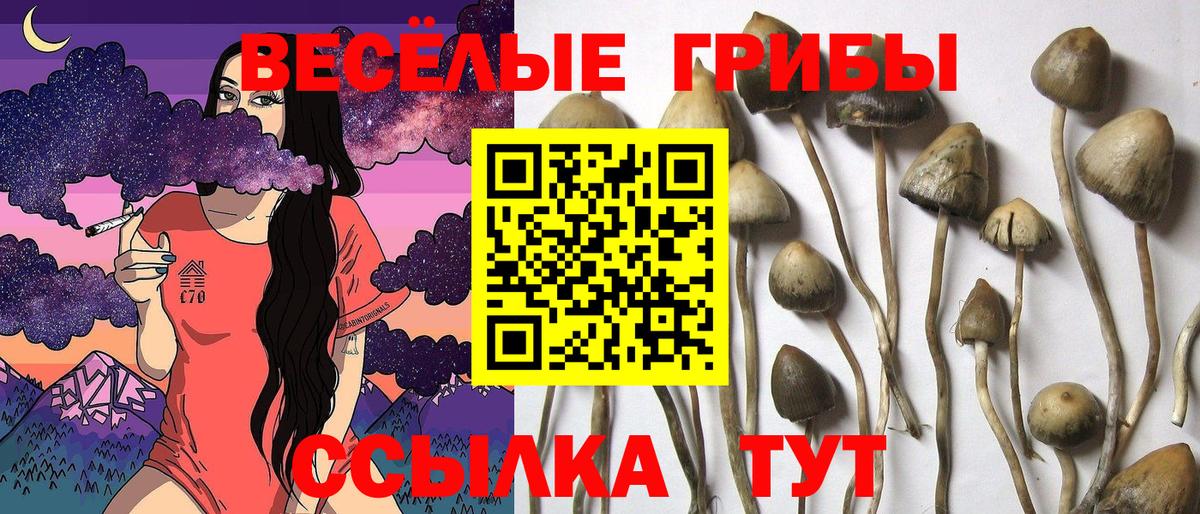 Псилоцибиновые грибы GOLDEN TEACHER  Галлюциногенные грибы мухоморы  Вход с VPN  Королёв 
